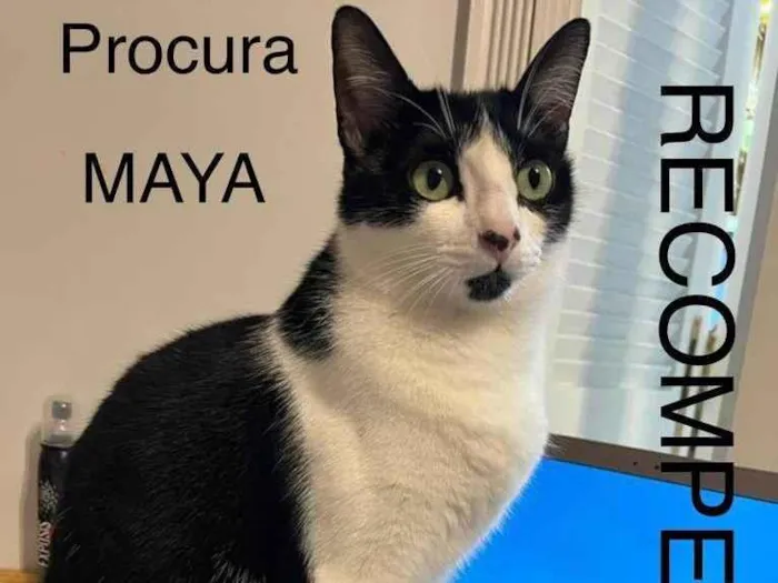 Gato ra a SRD-ViraLata idade 1 ano nome Maya