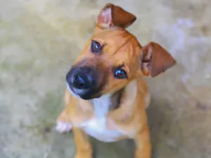 Cachorro raça SRD-ViraLata idade 2 a 6 meses nome Kim