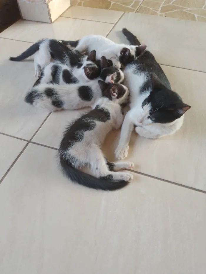 Gato ra a  idade 2 a 6 meses nome Não tem nome