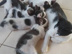 Gato raça  idade 2 a 6 meses nome Não tem nome