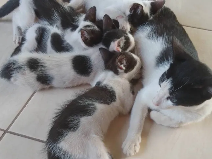Gato ra a  idade 2 a 6 meses nome Não tem nome