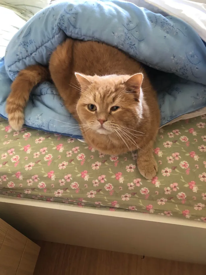 Gato ra a Persa Red British  idade 5 anos nome GRATIFICA - 100 reais