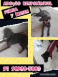 Pretinha