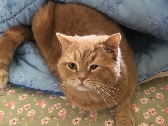 Gato ra a Persa Red British  idade 5 anos nome GRATIFICA - 100 reais