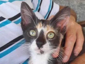 Gato raça Srd idade 2 a 6 meses nome DANY