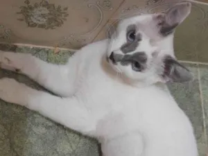 Gato raça Srd idade 2 a 6 meses nome Mabel