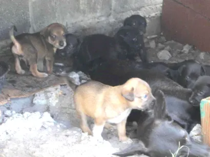 Cachorro raça SRD idade Abaixo de 2 meses nome Filhotes