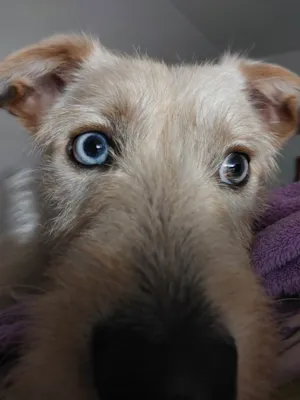 Cachorro raça SRD-ViraLata idade 2 anos nome Theo 