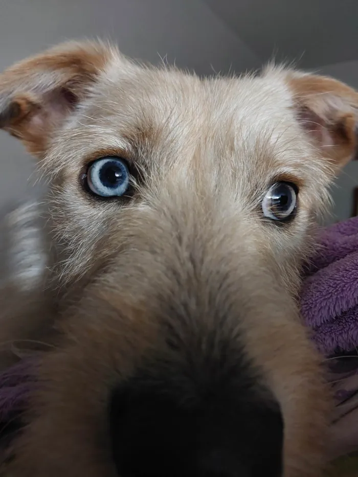 Cachorro ra a SRD-ViraLata idade 2 anos nome Theo