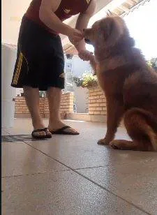 Cachorro ra a Chow Chow idade 7 a 11 meses nome Bruce
