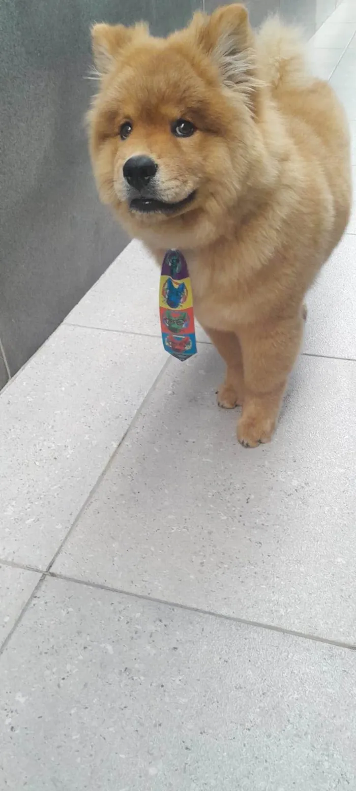 Cachorro ra a Chow Chow idade 7 a 11 meses nome Bruce