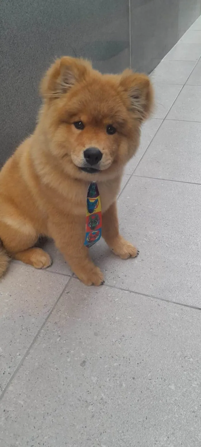 Cachorro ra a Chow Chow idade 7 a 11 meses nome Bruce