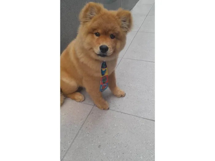 Cachorro ra a Chow Chow idade 7 a 11 meses nome Bruce