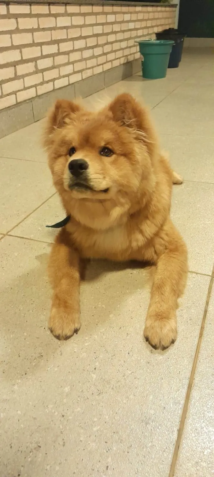 Cachorro ra a Chow Chow idade 7 a 11 meses nome Bruce