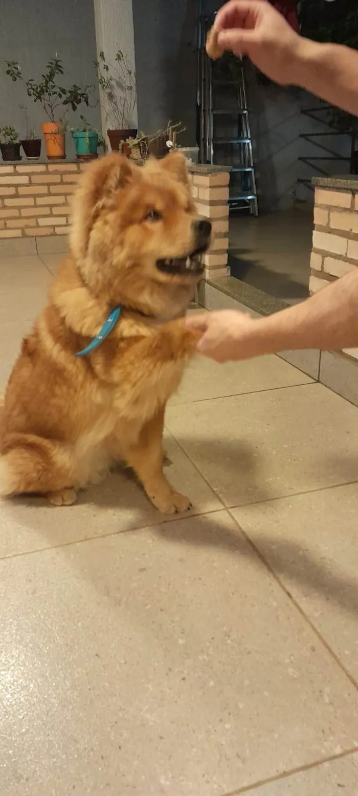 Cachorro ra a Chow Chow idade 7 a 11 meses nome Bruce