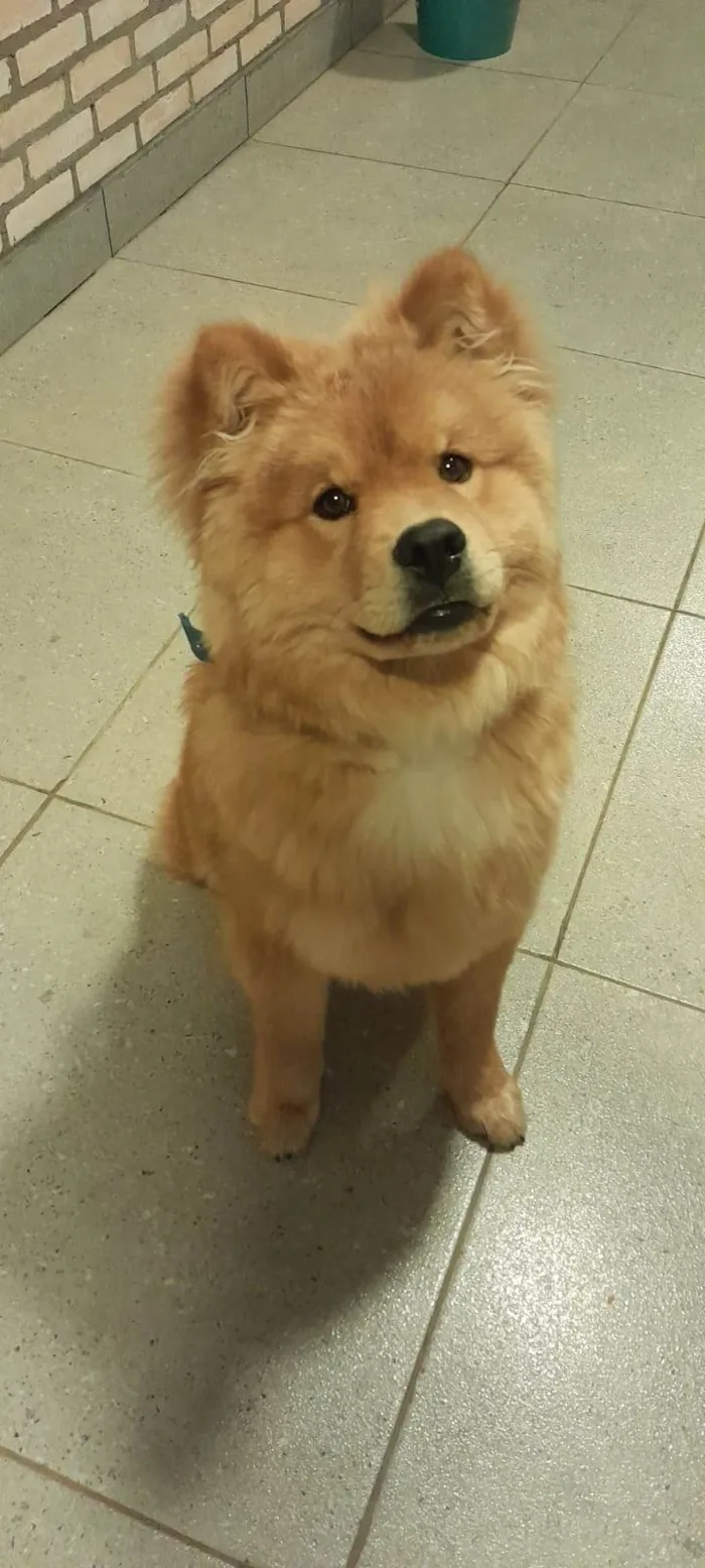 Cachorro ra a Chow Chow idade 7 a 11 meses nome Bruce