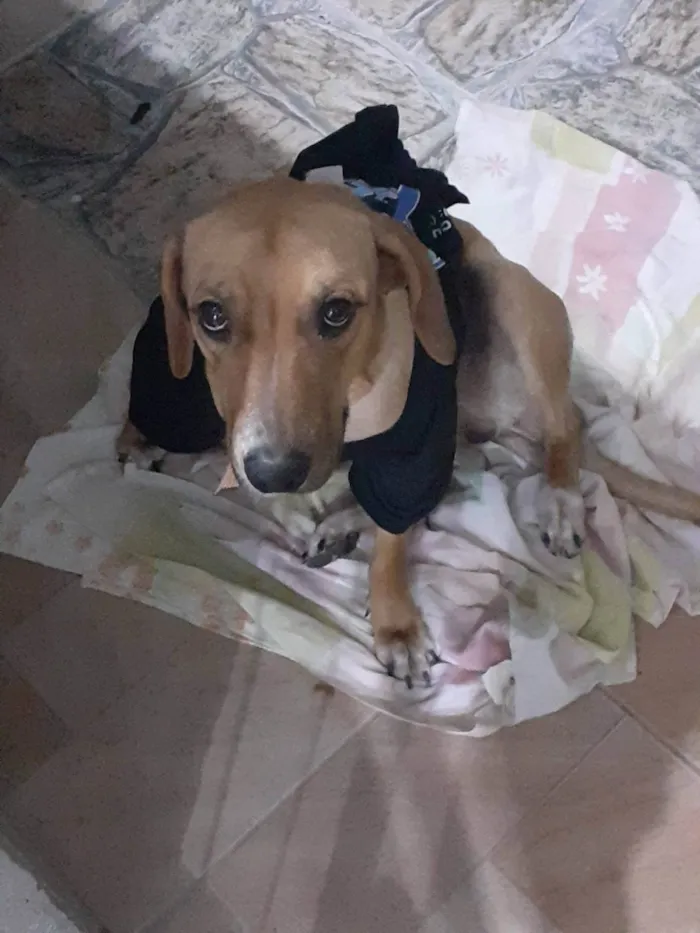 Cachorro ra a SRD-ViraLata idade 4 anos nome Chanel