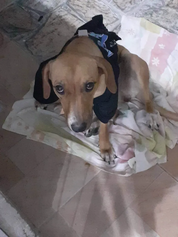 Cachorro ra a SRD-ViraLata idade 4 anos nome Chanel