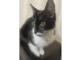 Nico