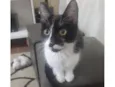 Nico