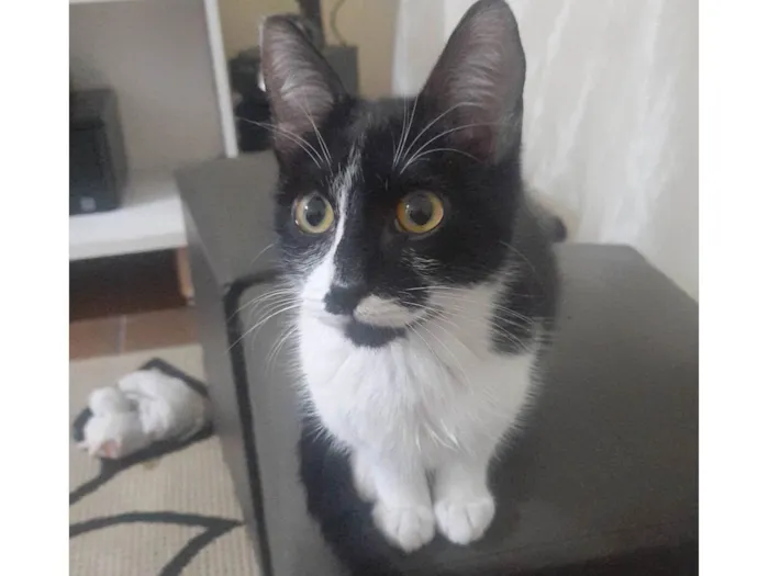Gato ra a SRD-ViraLata idade 2 a 6 meses nome Nico