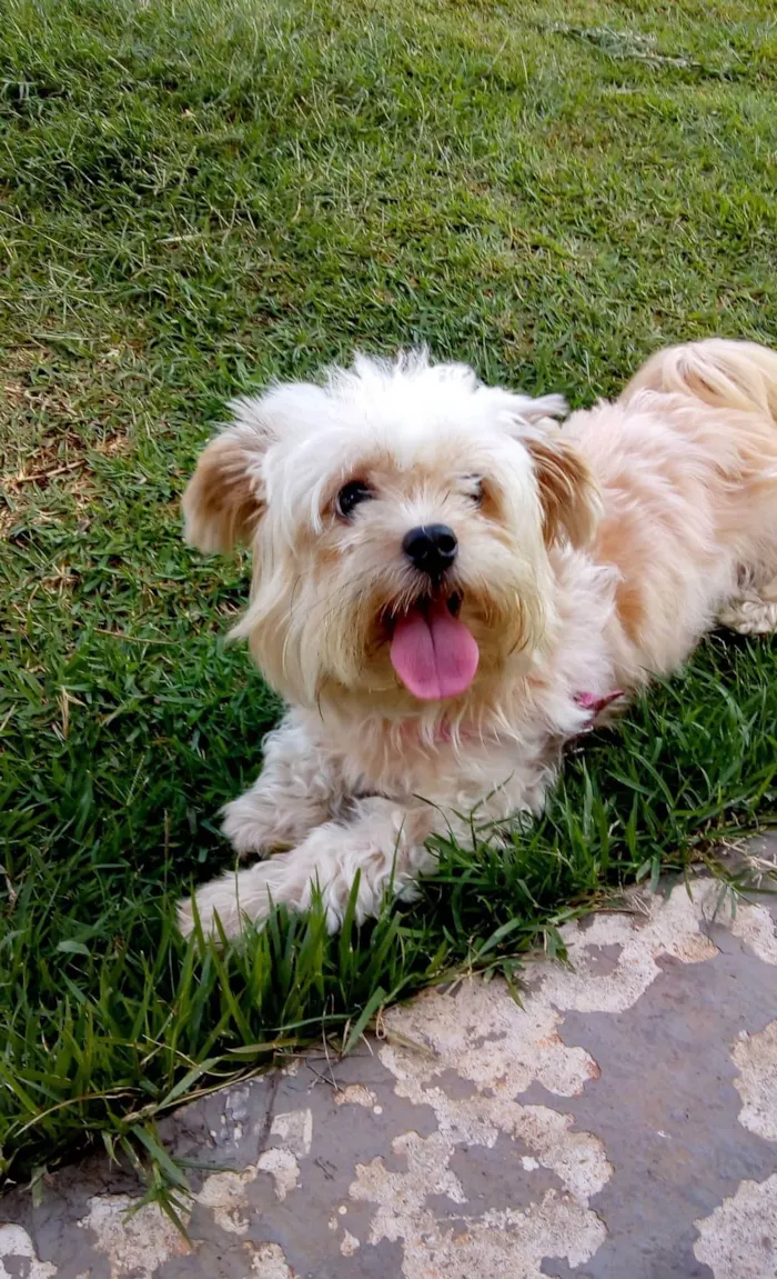 Cachorro ra a Mista idade 5 anos nome Mel