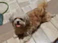 Mel