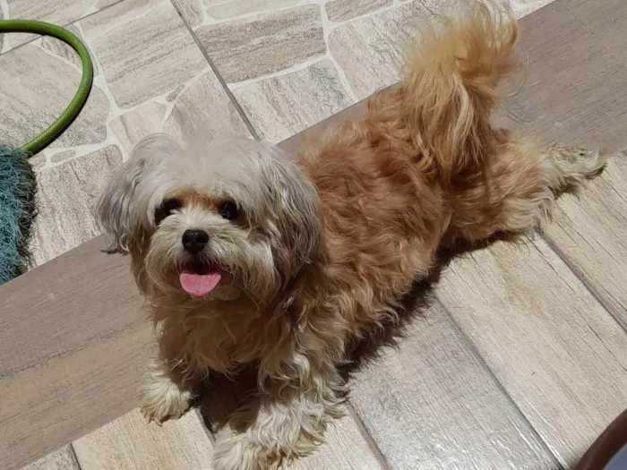 Cachorro ra a Mista idade 5 anos nome Mel