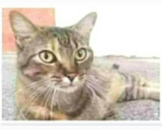 Gato ra a srd tigradinha  idade 2 anos nome JULLY