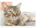 JULLY