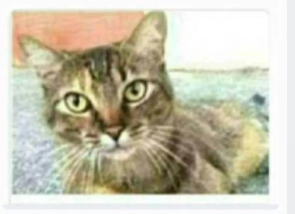 Gato ra a srd tigradinha  idade 2 anos nome JULLY