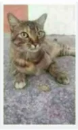 JULLY