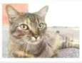 JULLY