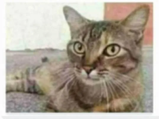 Gato ra a srd tigradinha  idade 2 anos nome JULLY