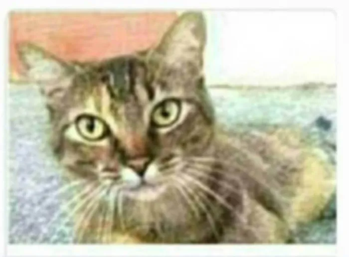 Gato ra a srd tigradinha  idade 2 anos nome JULLY