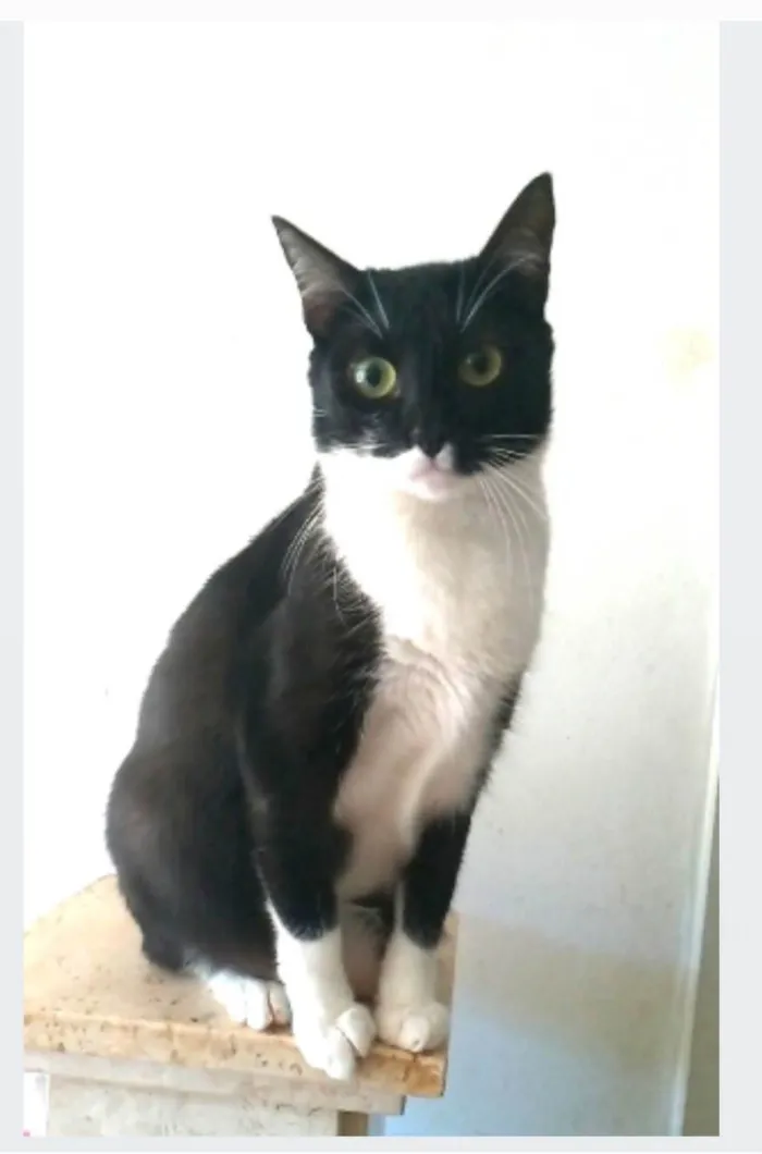 Gato ra a srd frajolinha  idade 2 anos nome LIKA