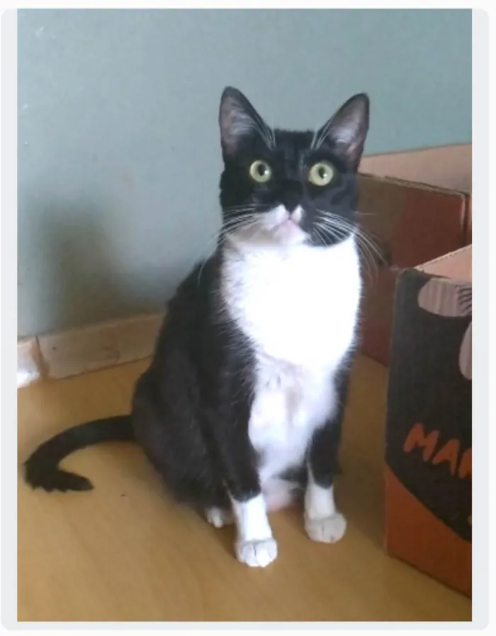 Gato ra a srd frajolinha  idade 2 anos nome LIKA