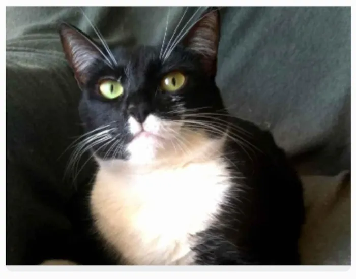 Gato ra a srd frajolinha  idade 2 anos nome LIKA