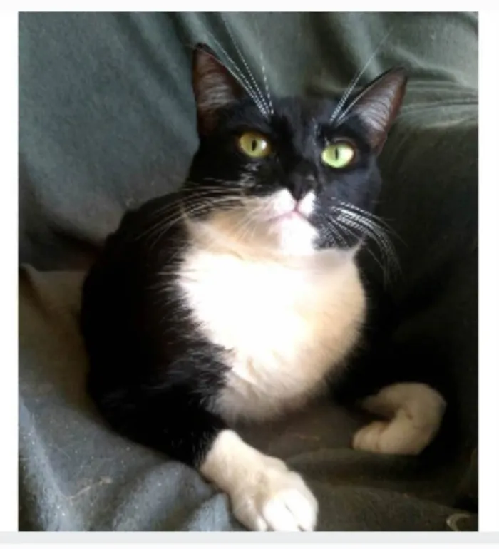 Gato ra a srd frajolinha  idade 2 anos nome LIKA
