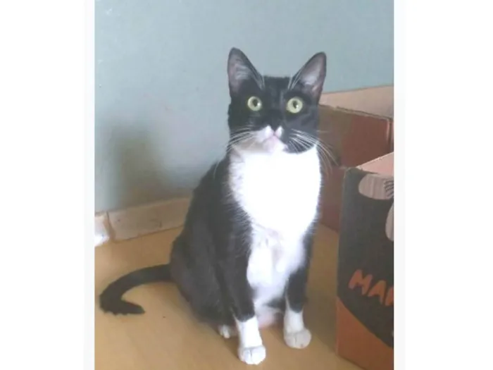 Gato ra a srd frajolinha  idade 2 anos nome LIKA