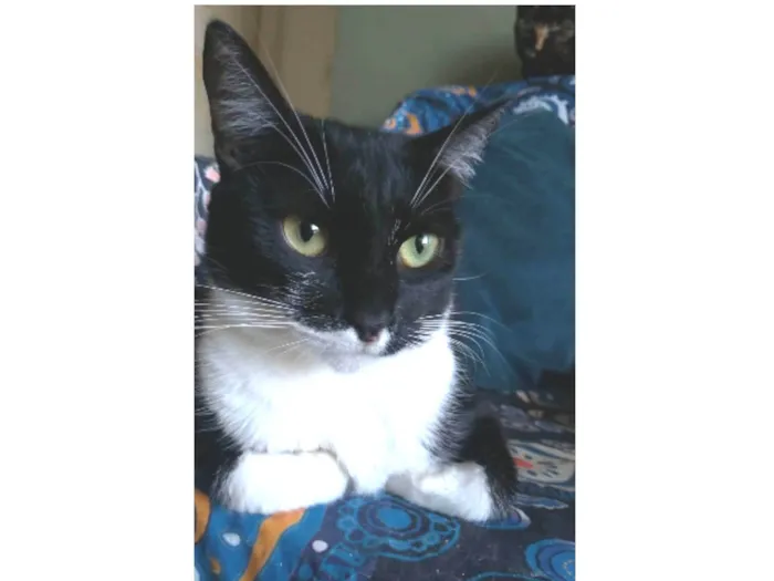 Gato ra a srd frajolinha  idade 2 anos nome LIKA
