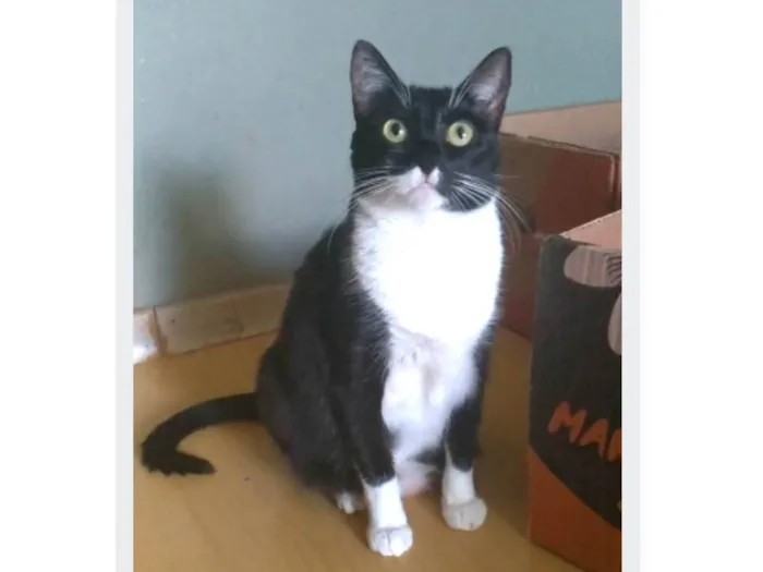 Gato ra a srd frajolinha  idade 2 anos nome LIKA