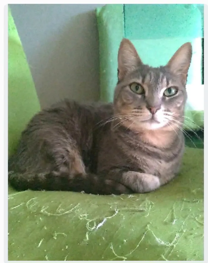 Gato ra a srd tigradinha  idade 2 anos nome ADELLY