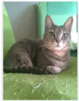 ADELLY
