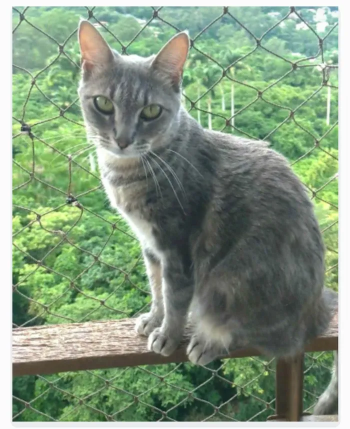 Gato ra a srd tigradinha  idade 2 anos nome ADELLY