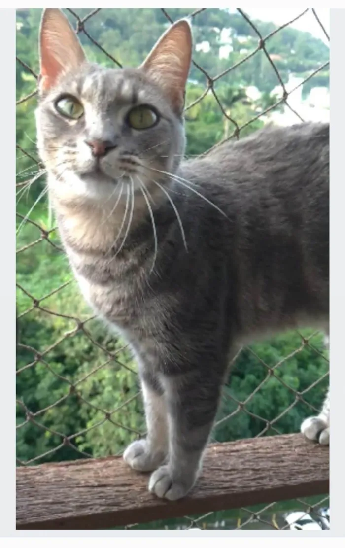 Gato ra a srd tigradinha  idade 2 anos nome ADELLY