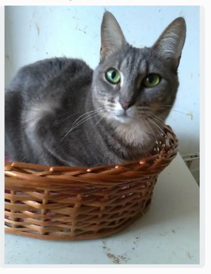 Gato ra a srd tigradinha  idade 2 anos nome ADELLY