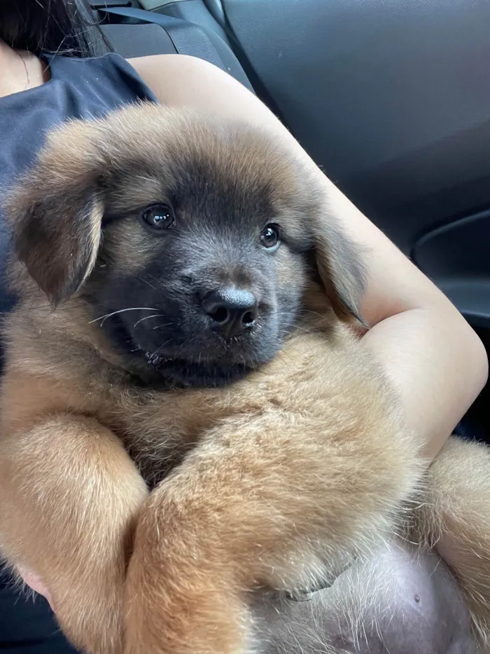 Cachorro ra a Chow Chow idade 2 a 6 meses nome Theodoro 