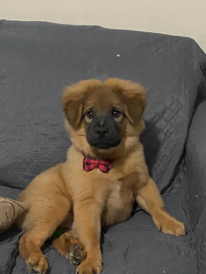 Cachorro ra a Chow Chow idade 2 a 6 meses nome Theodoro 