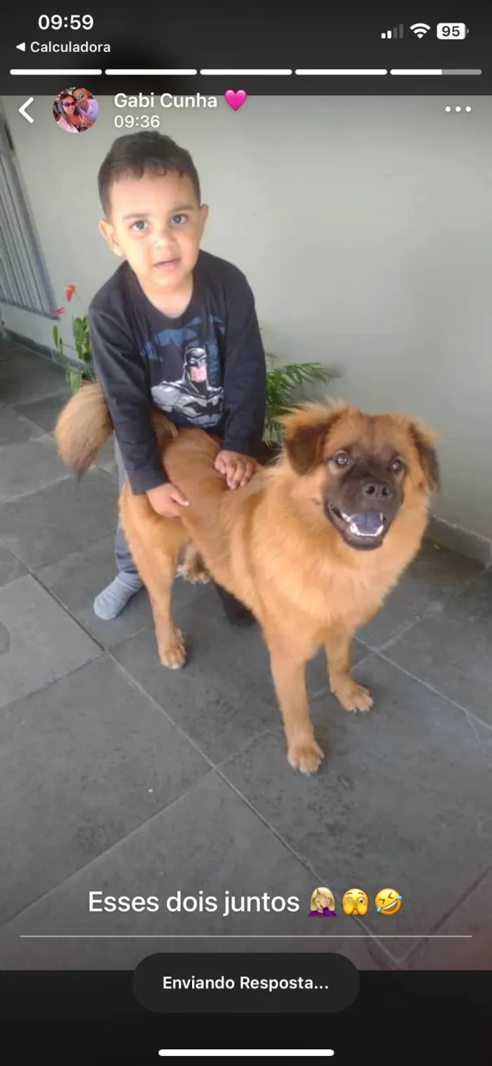 Cachorro ra a Chow Chow idade 2 a 6 meses nome Theodoro 